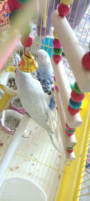 Тотыкыз сатылады