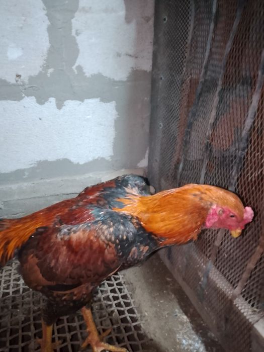 Продам Шамо жужика