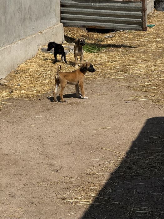 Тазы күшіктер сатылады