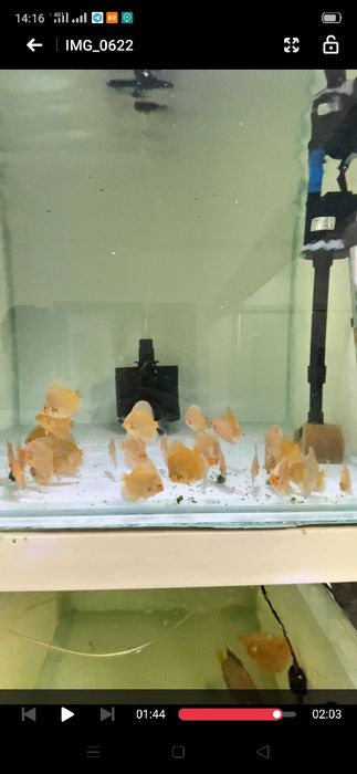 Diskus Blu Daymond Дискус блю даймонд