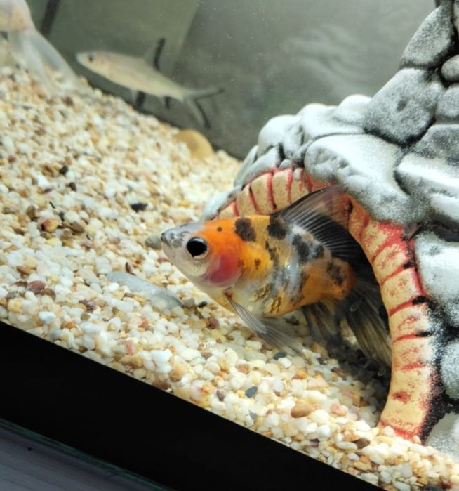 Продаю золотую рыбку