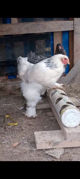 Тауықтар сатылады 2+1