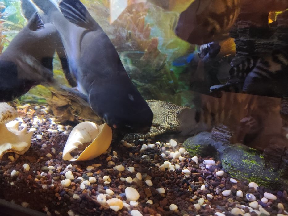 Продам аквариум с рыбками