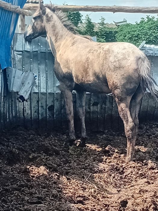Продам тай кобылка с откорма