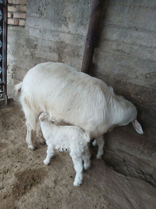 Она бола ечки сотилади