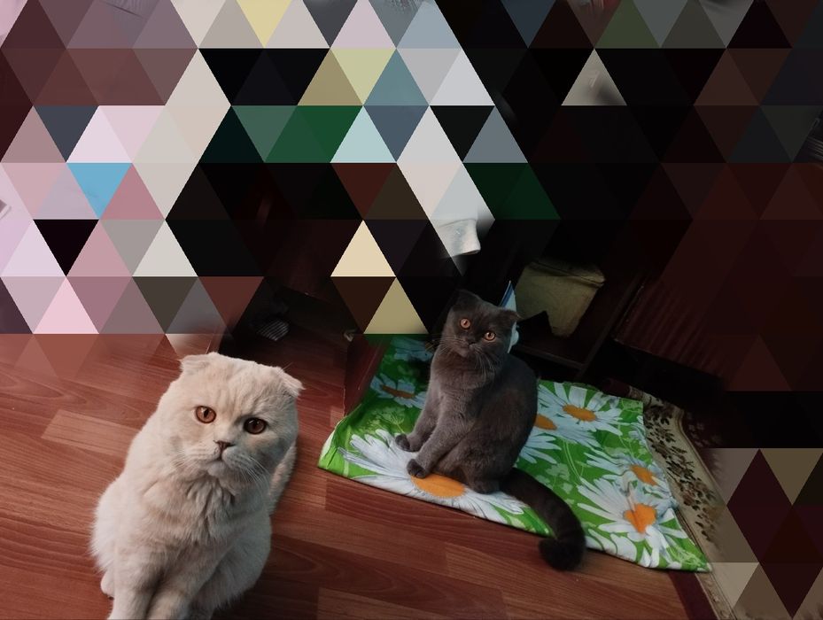 Продается котёнок мальчик скотиш фолд ( вислоухий)