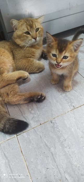 Шатландский страйт&Залатой шиншилла.Shatlandskiy strayt&Zalatoy shinsh