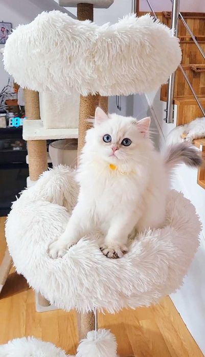 Fetita British longhair cu ochi albastri superba - pedigree, teste genetice negative
