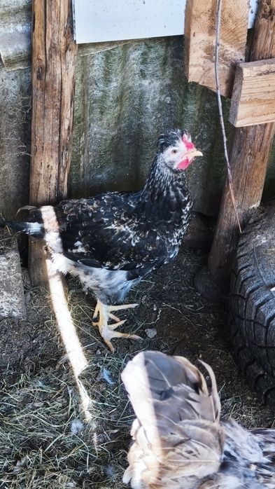 Vând cocoșei moțați