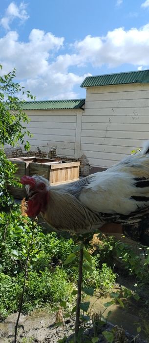 Brama xoʻrozi 250mingdan  4ta bor