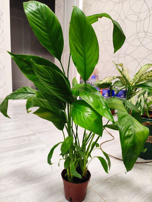 Распродажа декоративных комнатных растений