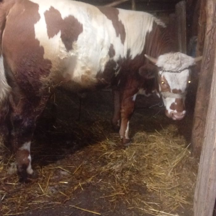 Vând vitel varstra de un an