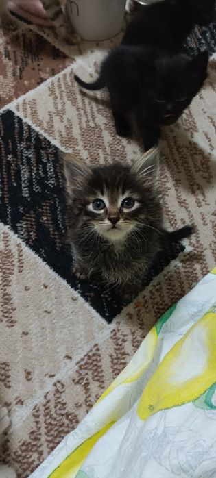 Котенок ищет новый дом