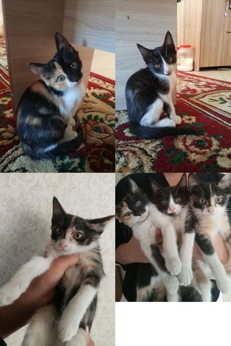 Отдам котят (девочки)