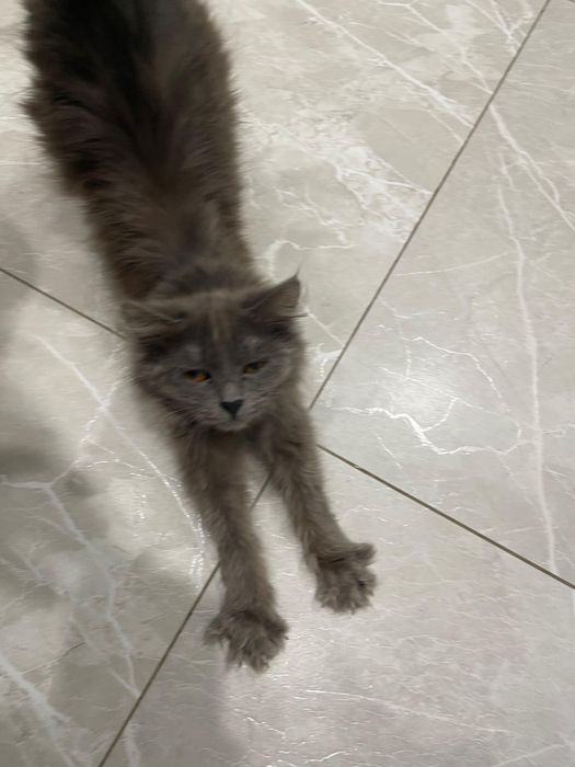 Котёнок в добрые руки!