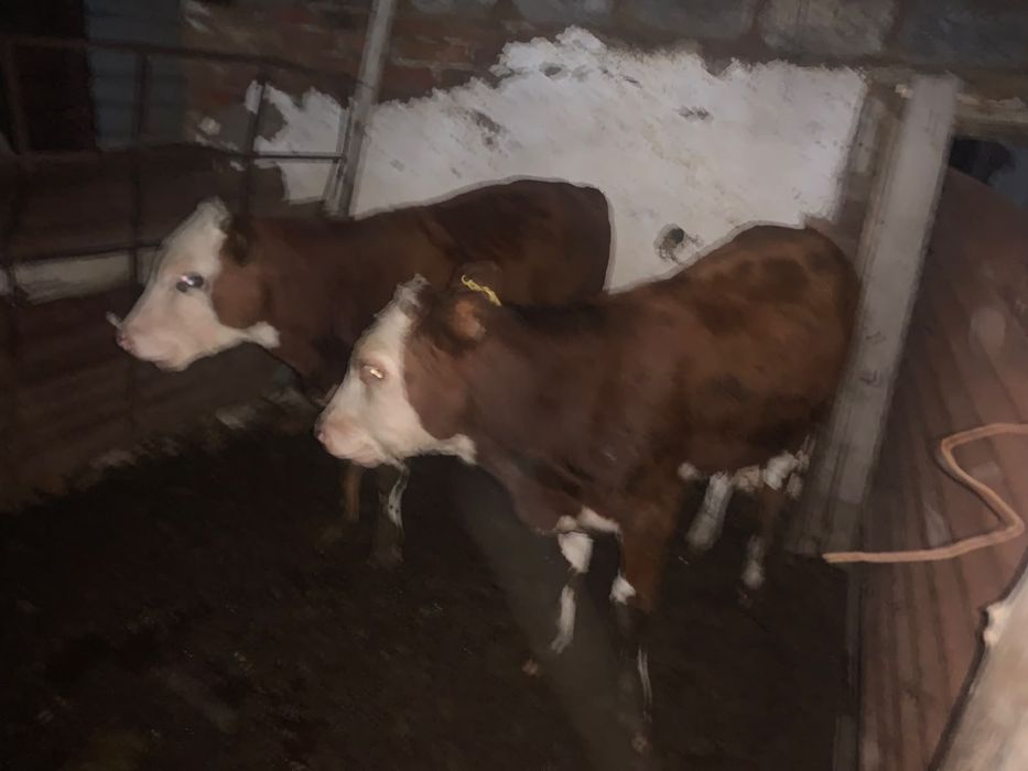 Продам Крс оптом и по отдельности
