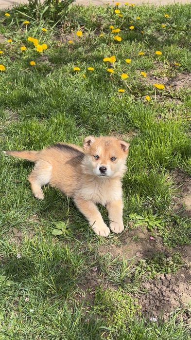 Donez catelusi ciobanesc german