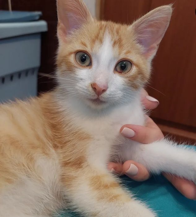 Отдам рыжего котенка