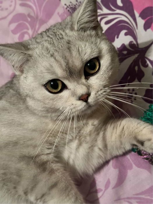 Кошка шиншила вязка