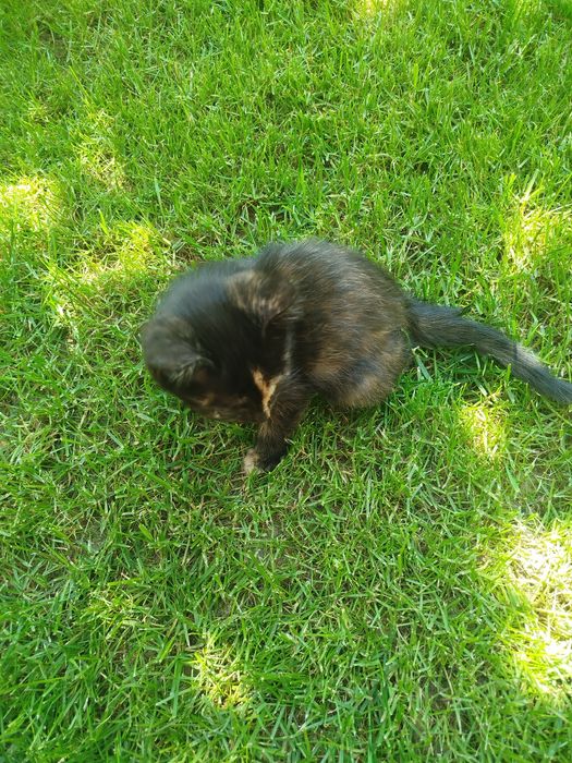 Отдам кошку даром