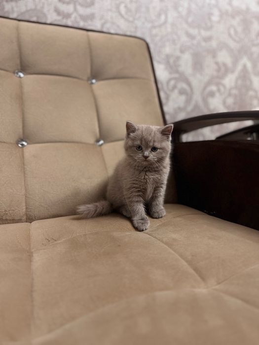 Скоттиш страйт девочка британка продается срочно