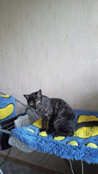 Отдам кошку бесплатно