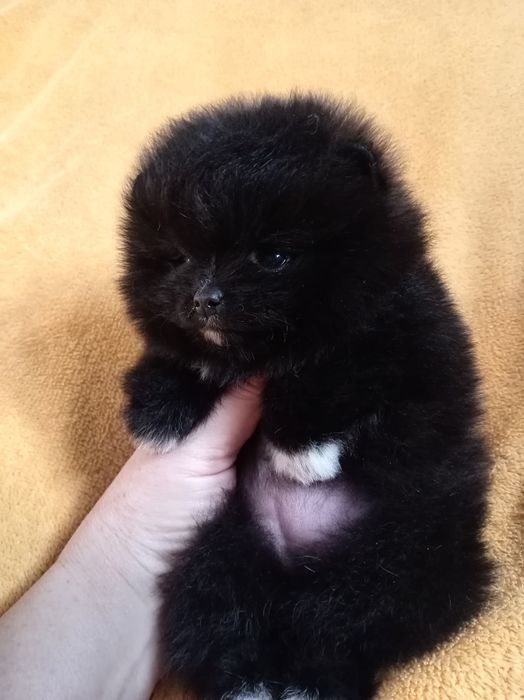 Продам щенка шпица