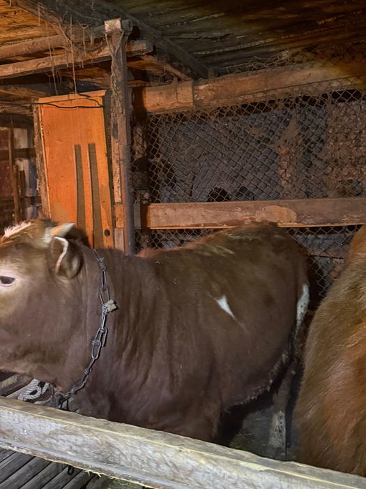 Выгодно! 7 годовалых бычков, торг уместен