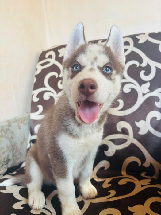 husky • Anunturi gratuite • OLX.ro