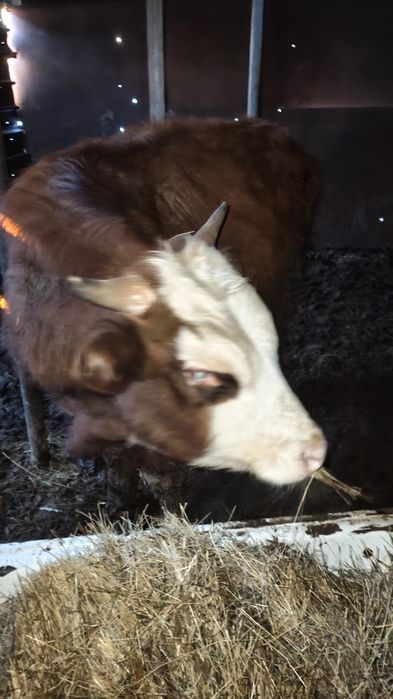 Продам бычка, откорм