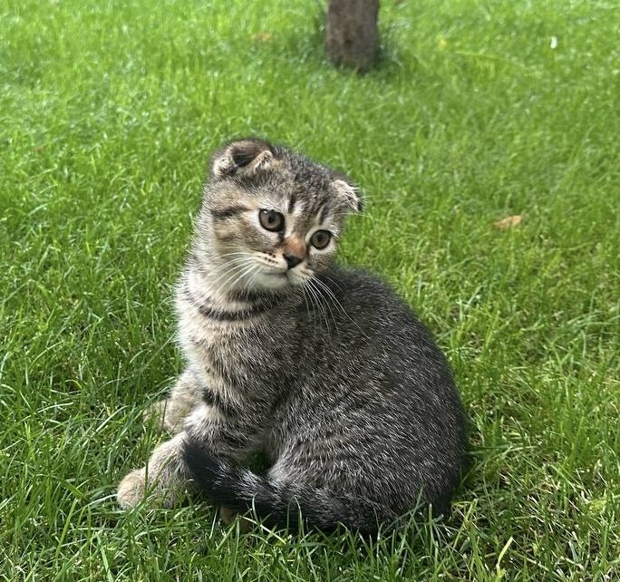 Шотландские котята (скотиш фолд) вислоухие