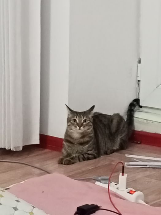 Кошка стрилизовнный тышқан аулайды