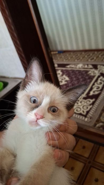 Продаются сиамские котята