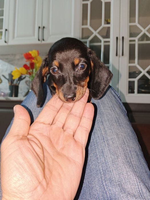 Продам щенка девочку породы Таксы