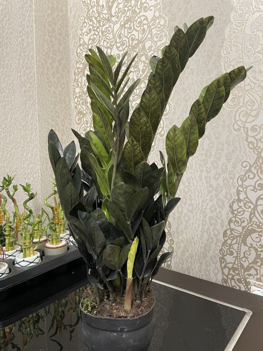 Долларовое дерево Замиакулькас