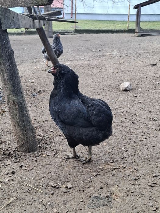 Cocos  araucana tânăr
