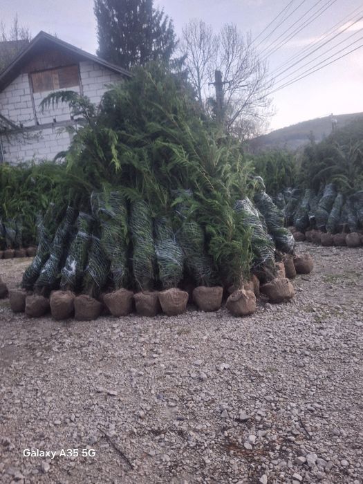 Vând tuia leylandii chiparos la oferta