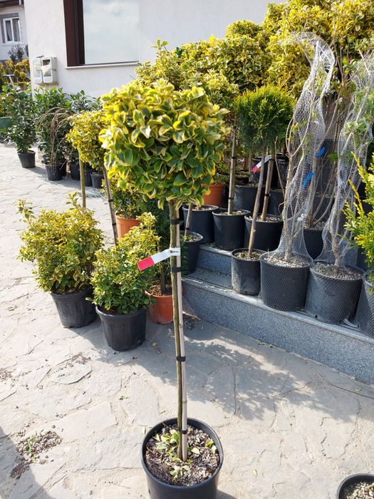 Trandafiri tufa cățărători sau pom plante