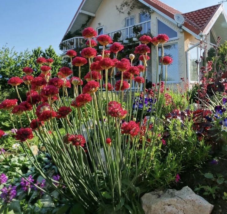 Армерия многолетний цветок