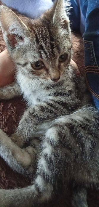 Отдам котят в хорошие руки