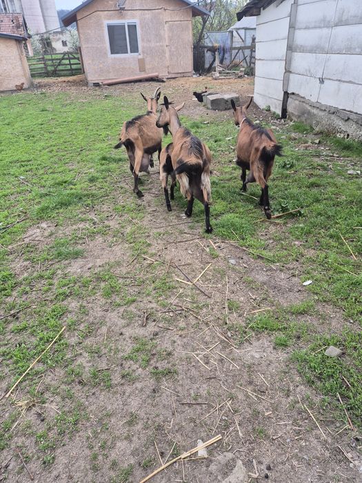 Vand capre pentru lapte