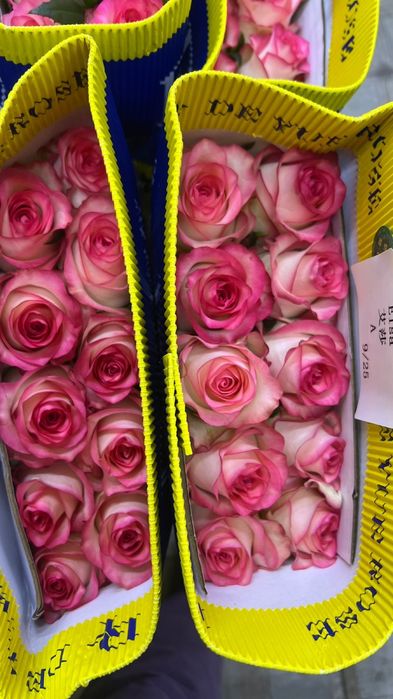 Роза   550 тг штук