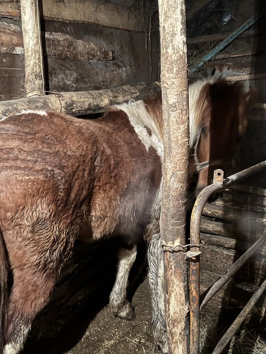 Продам жеребец 2 года