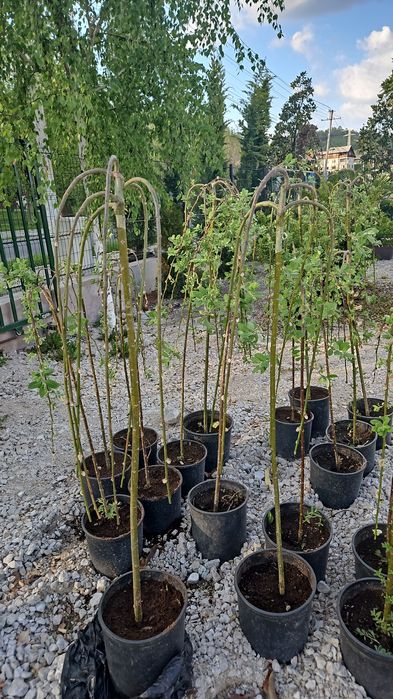 Bambus  laur englezesc