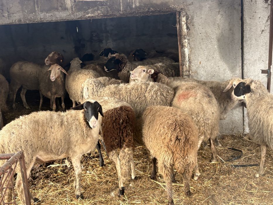 Продаваме овце дамазлък