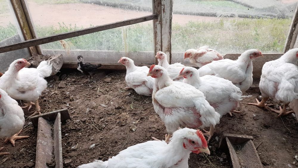Продам циплят бройлерных