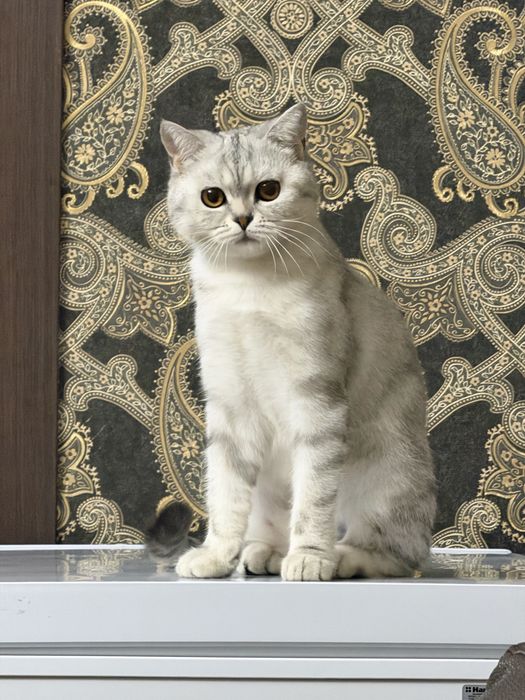 Кошка скотиш страйт