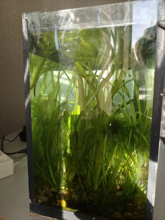 Аквариум, два аквариума