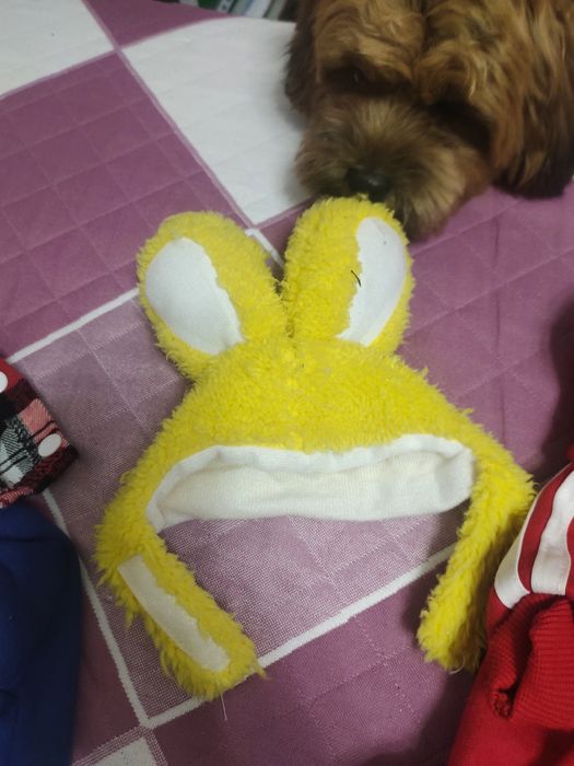 Одежда для собак или кошек