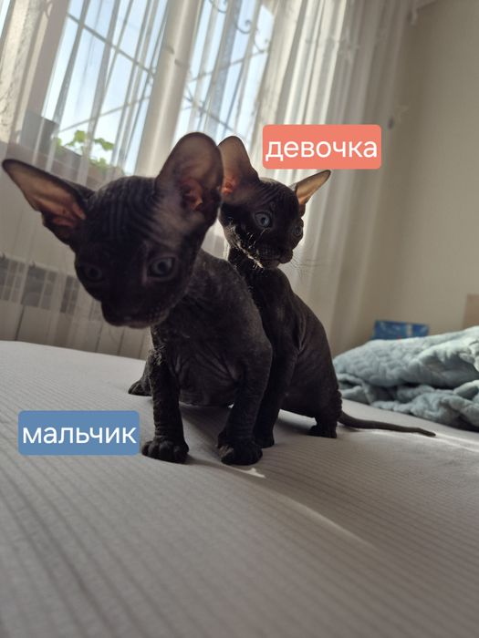 Донской сфинкс мальчик и девочка